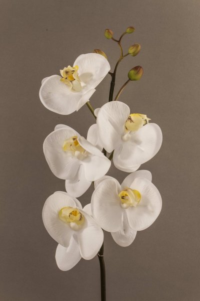 Phalaenopsis (S) X5, Wcr