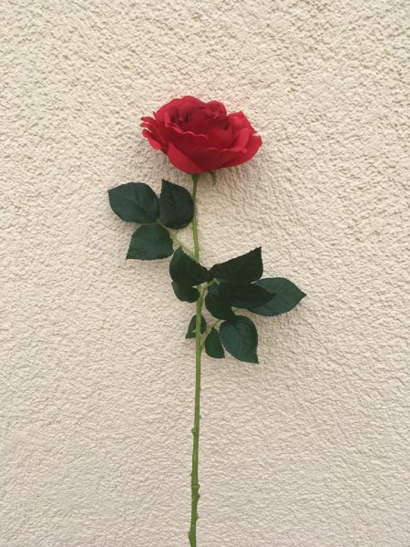 Rose, Rot
