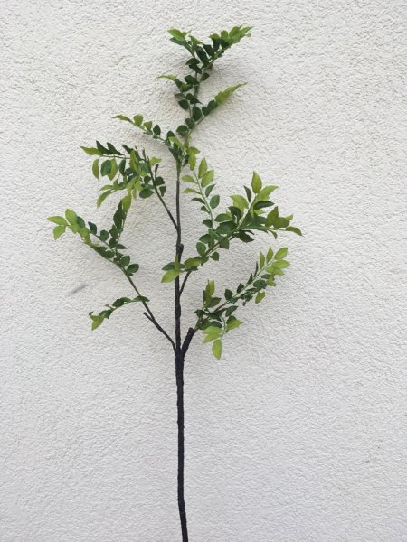 Illicium Arborescens, Anis