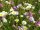 Blumenwiese "Niedrigwachsende Mischung" 100-300m²